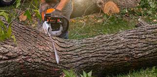 Best Stump Grinding and Removal  in Navy, VA