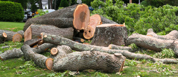 Best Tree Disease Treatment  in Navy, VA